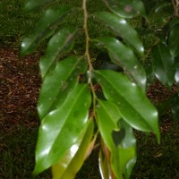 Xylopia nigricans Hook.f. & Thomson